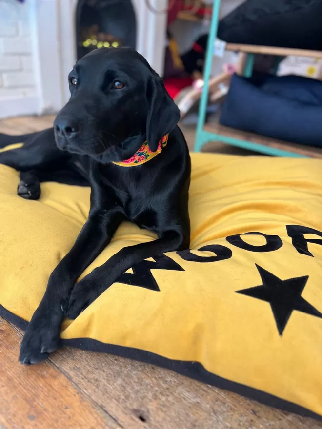 Black Labrador on Large Mustard Velvet Dog Bed That Is Machine Washable