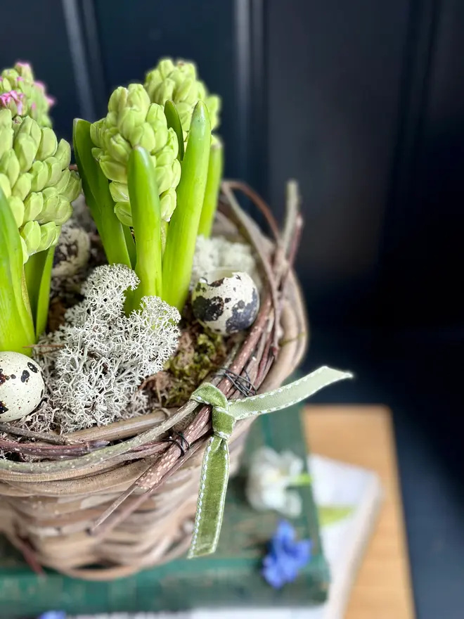 Easter Rattan Flower Pot of Flowering Hyacinths