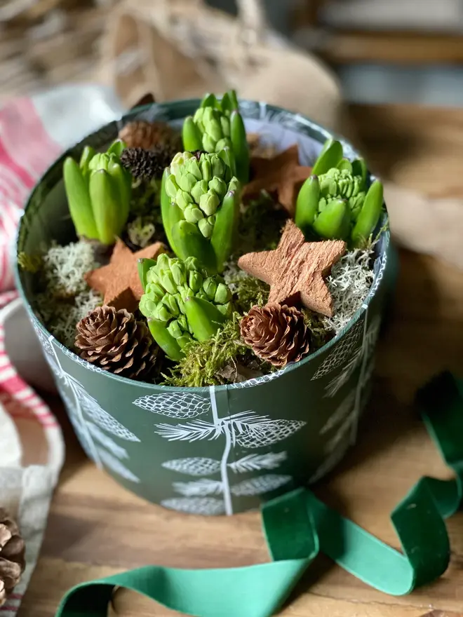 A green patterned hat box packed with fragrant hyacinth bulbs, decorated with miniature pine cones and wooden winter stars. 