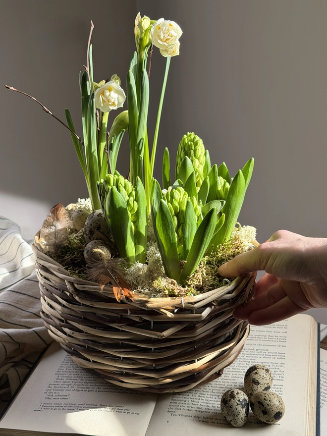 a closer view of the flowering bulbs