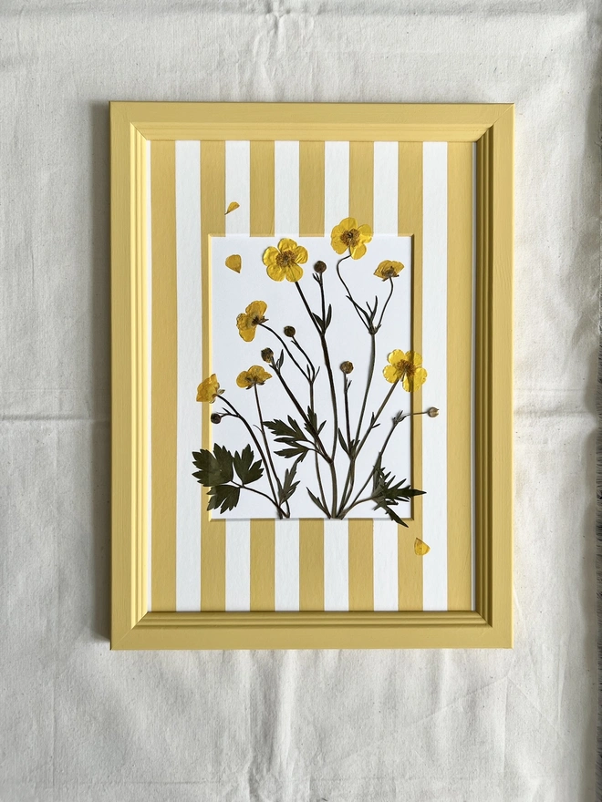 pressed buttercup flowers in hand painted frame and hand painted yellow stripe mount