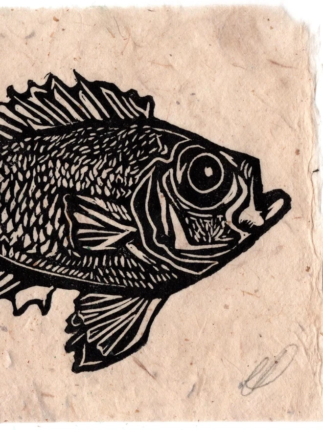 Lino Print Popeye Catalufa Fish On Handmade Paper