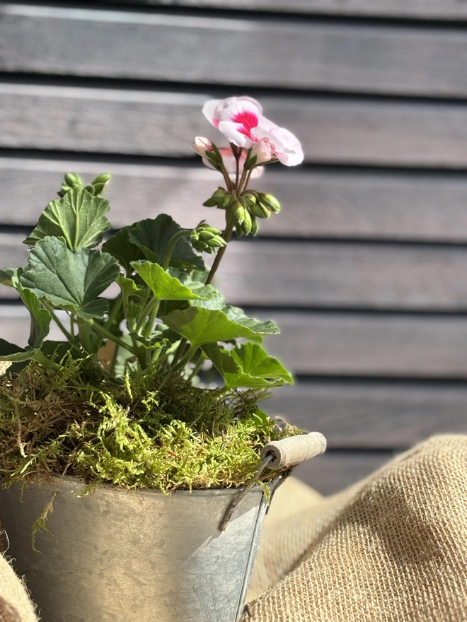 Two tone tender geranium in small zinc planter with wooden handles.