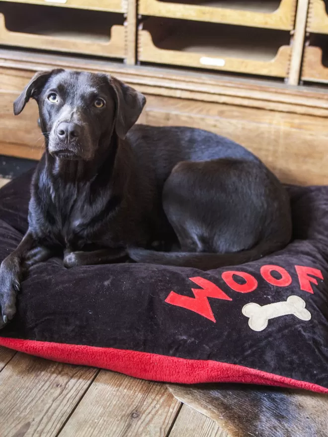 Woof Dog Bed in Medium with cora the Chocolate Labrador