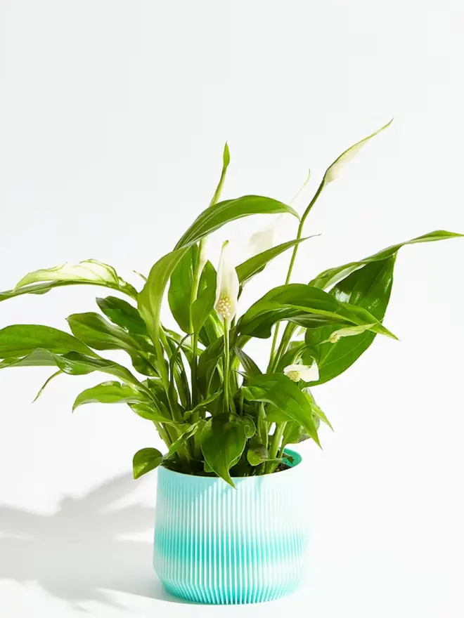 Sustainable 3D Printed Sky Blue Plant Pot, groovy design against a white background.