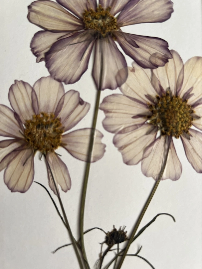 close up of pressed cosmos flowers