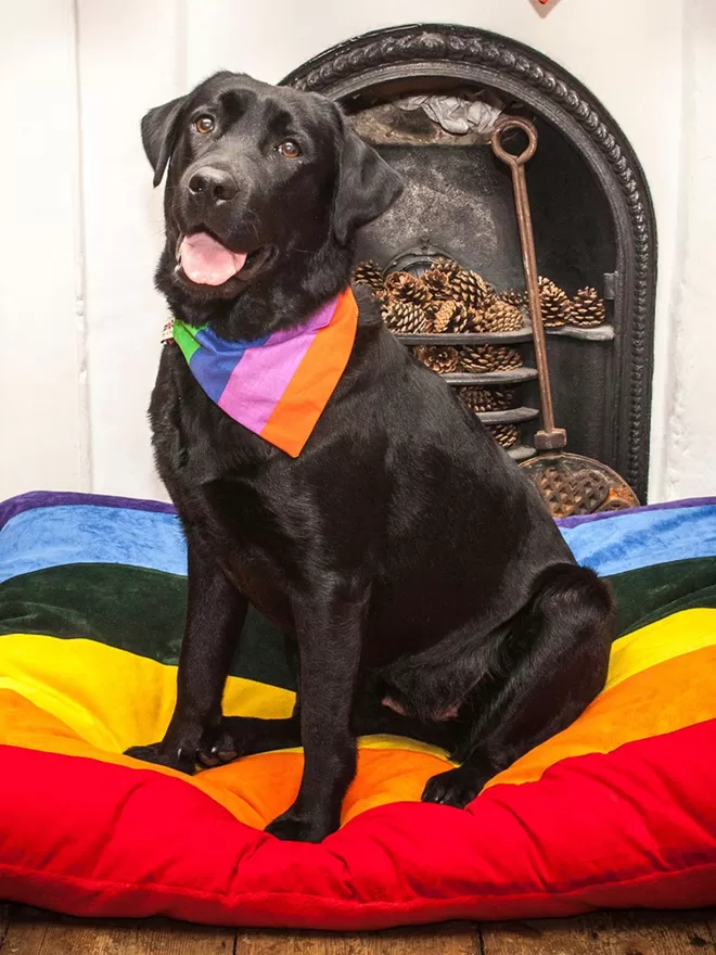 Buzz on our Pride Rainbow Dog Bed