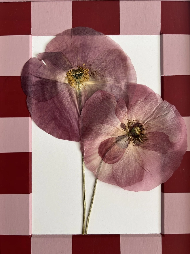 close up of large pressed poppies