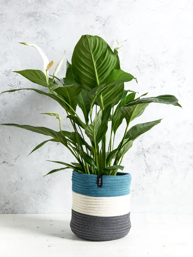 Large Striped Cotton Plant Pot