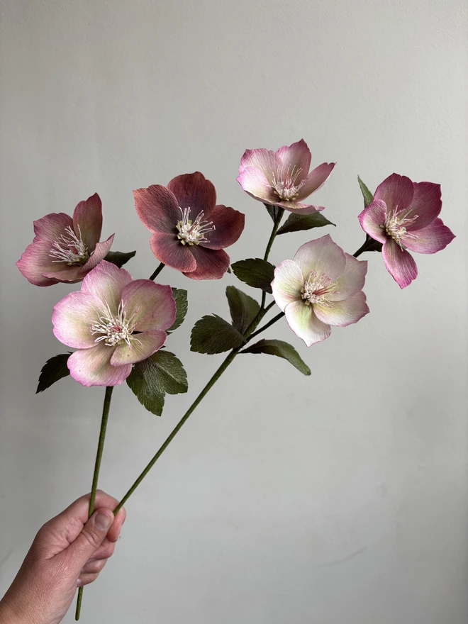 bouquet of paper hellebore flowers showing two stems