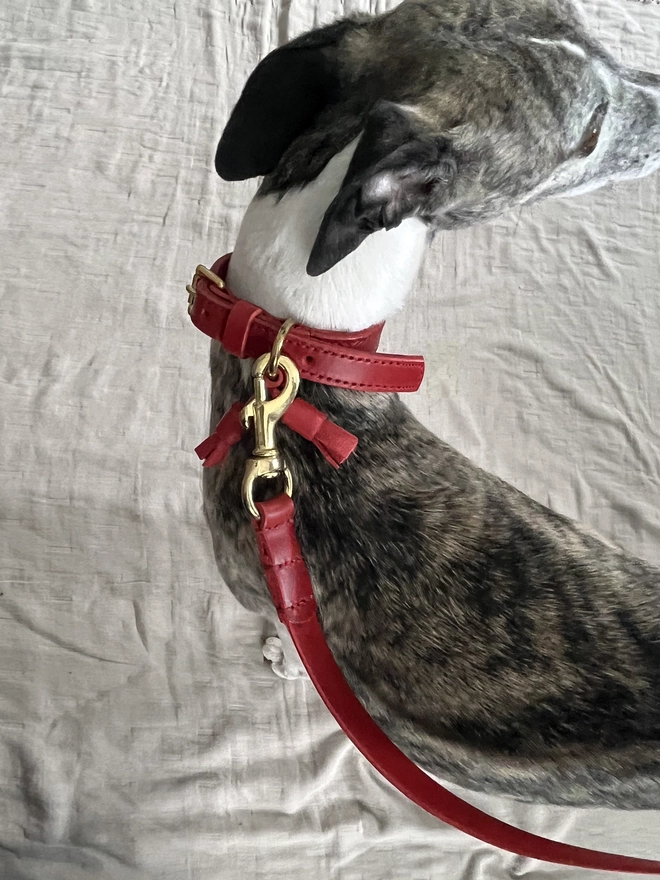 crop of whippet wearing red leather dog collar and dog lead
