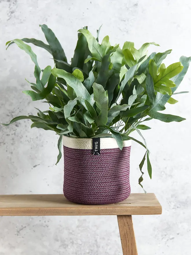 Medium cotton plant pot