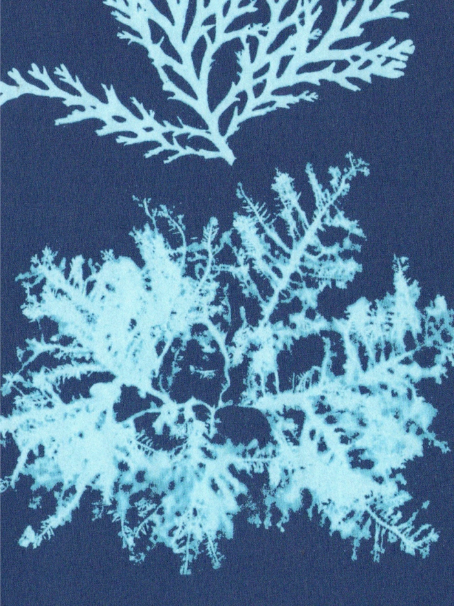 Close up of a cyanotype print of a seaweed specimen.