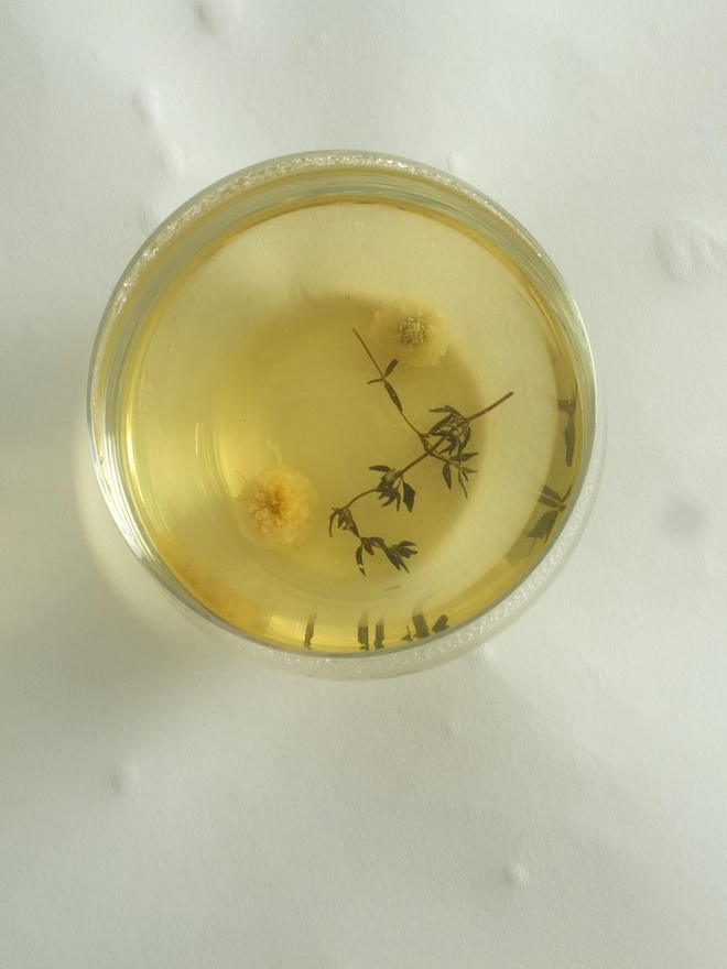 Fleurs-d-hiver-Chamomile-Thyme-infusion