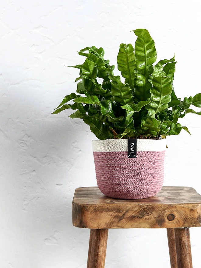 Small Natural Cotton Plant Pot
