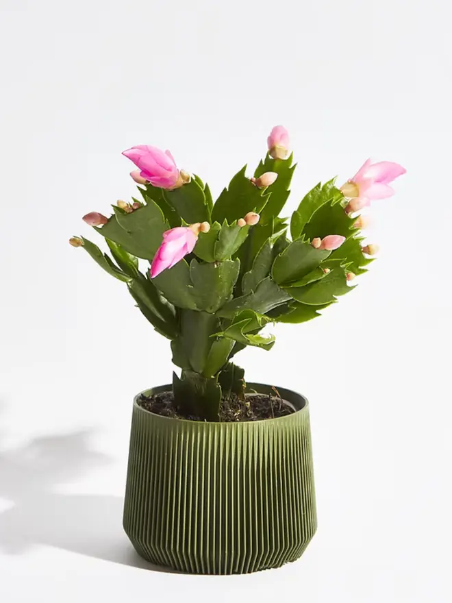 Sustainable 3D Printed Forest Green Plant Pot, pillar design against a white background.