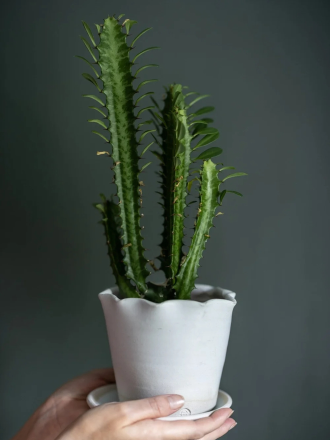 fluted porcelain flower pot
