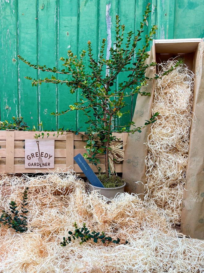 A strawberry myrtle plant in a pot with a personalised long slim slate on a bed of wood wool in front of a Greedy Gardener wooden gifting crate