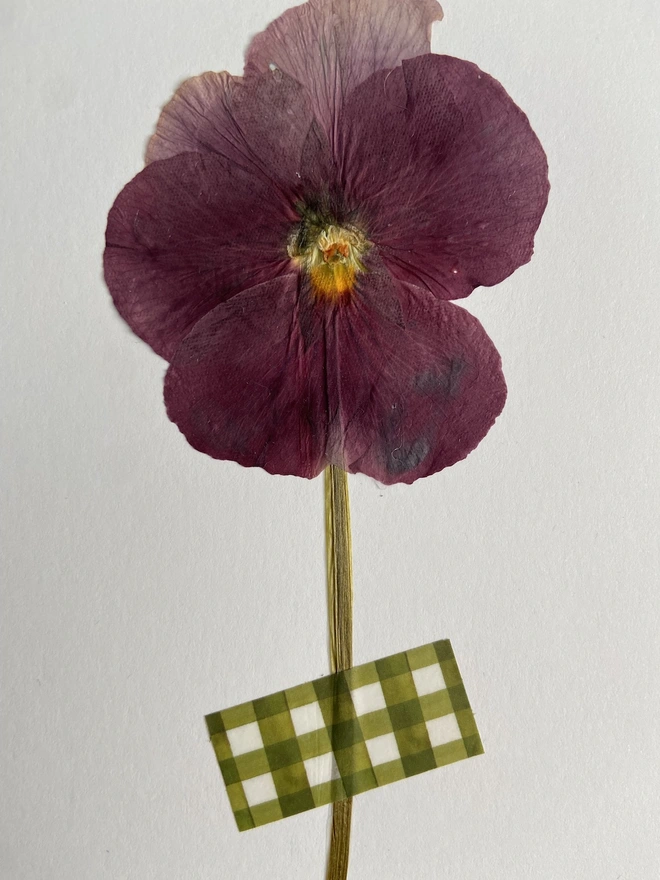 Close up of pink pansy flower with green gingham wasgi tape