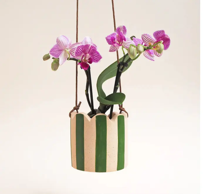 Small Stripy Hanging Plant Pot. Orchid in a white ceramic pot decorated with vertical yellow stripes against a plain light background.