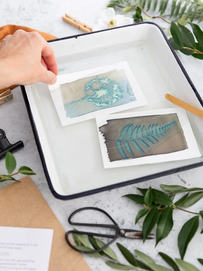 two cyanotype prints being placed in water to fix the print
