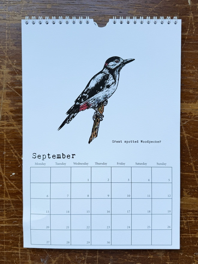 Great Spotted Woodpecker for September