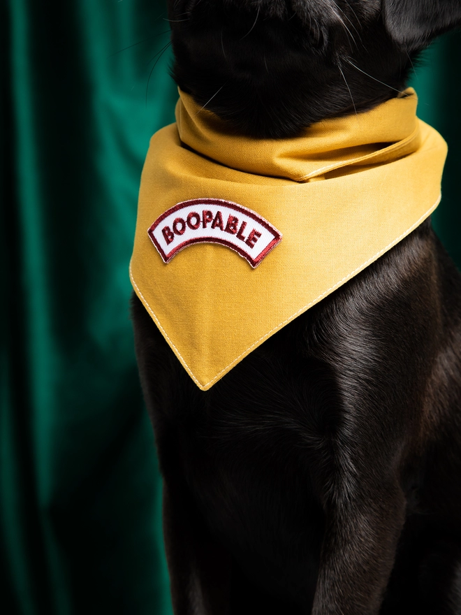 A dog is sitting against a velvet green curtain. She is wearing a yellow dog bandana with an iron-on patch on it that reads ‘Boopable’.