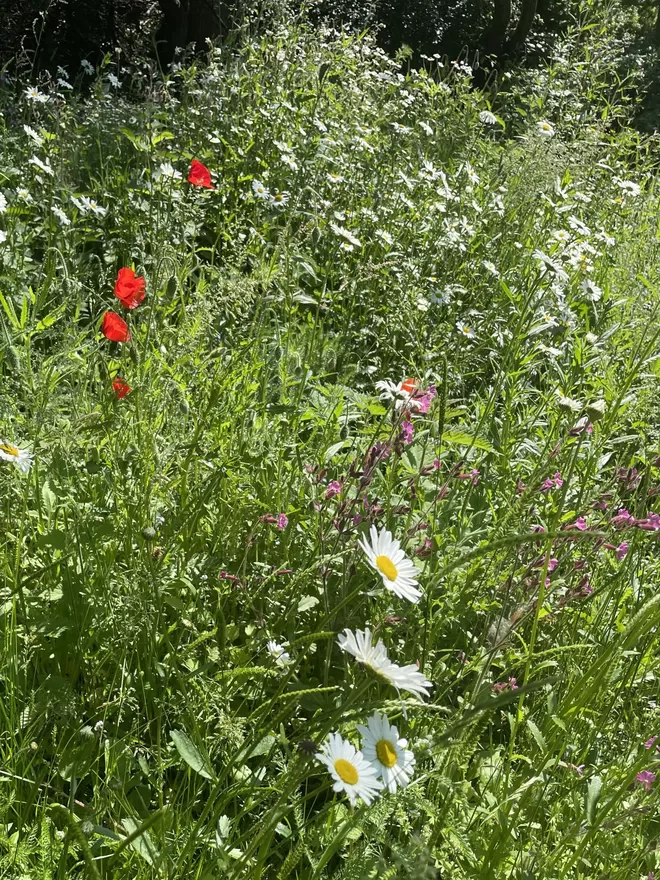 British Wildflowers grown from Ruby & Bo plantable paper