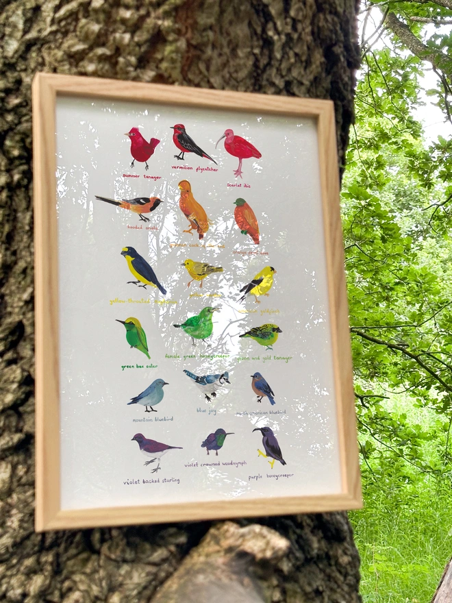 a print of illustrated birds in their natural colours but representing the rainbow