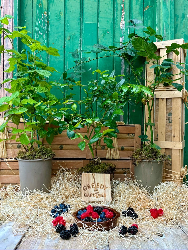 A loganberry, blackberry and blueberry plant in front of the Greedy Gardener's wood gifting with a delicious bowl of berries in the foreground. 