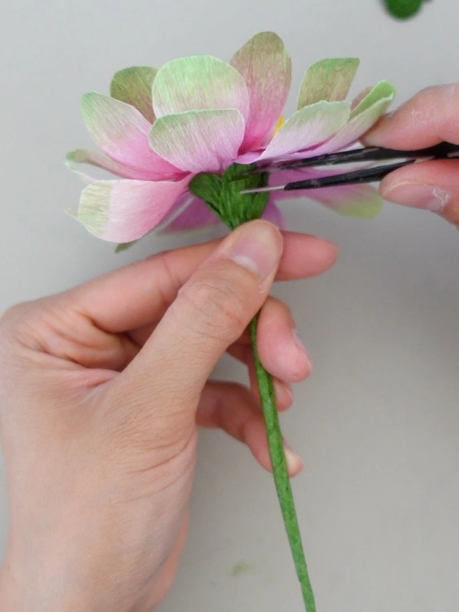 Making of Crepe Paper Zinnia in Queen Lime Blush