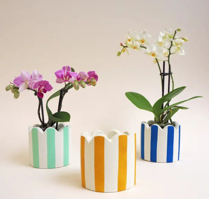 Small Scalloped Stripy Plant Pot. white ceramic pot with vertical coloured stripes set against a plain light background.