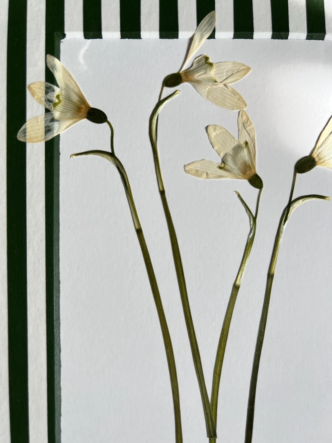 close up of pressed snowdrop flowers