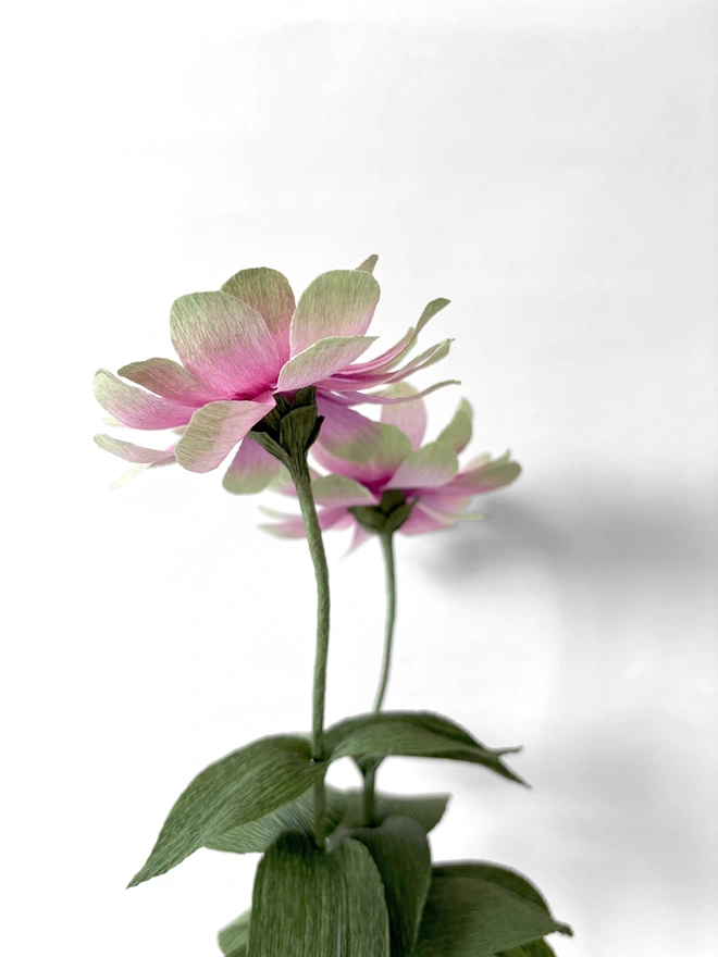 Crepe Paper Zinnia in Queen Lime Blush