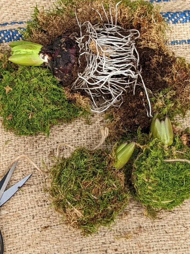  3 mossed kokodama hyacints, one seen with bare roots