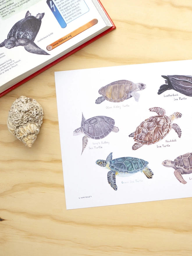 a print with a white background featuring the sea turtles of the world