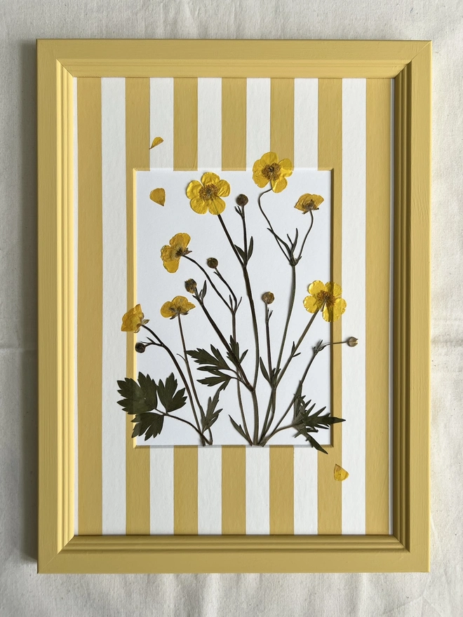 pressed buttercup flowers in hand painted frame and hand painted yellow stripe mount