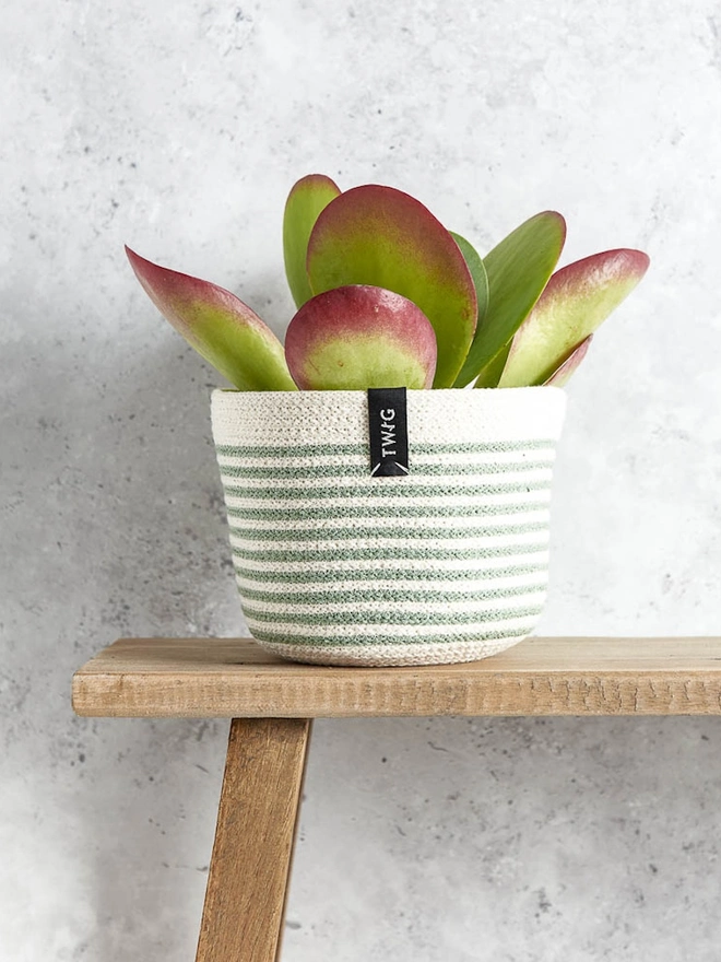 Small Striped Natural Cotton Plant Pot