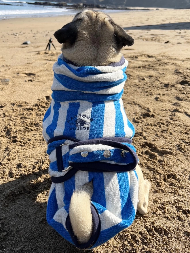 Nautically styled sea blue dog drying robe. 100% absorbent cotton. Popper fastening, tail hole and full belly coverage.  