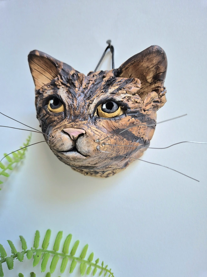 Tabbycat yellow eyes 