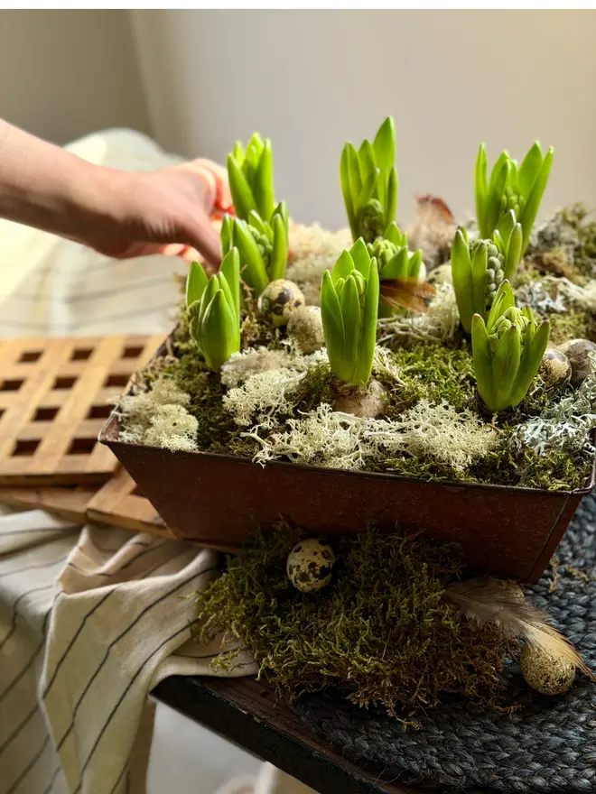 Spring Hyacinths in a rustic metal planter sitting on a table with a hand showing scale