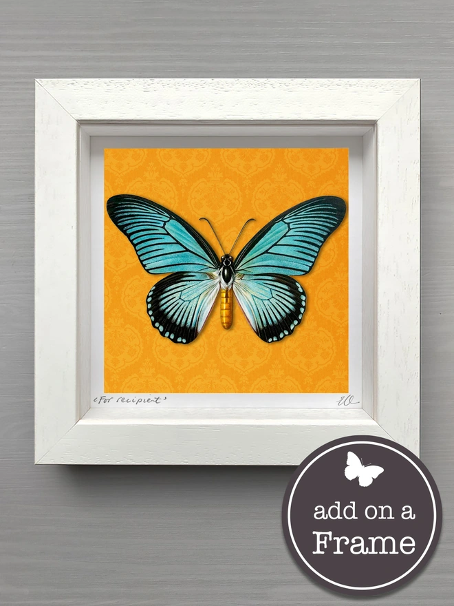 A 3D paper cut, giant, blue swallowtail buttefly on an orange background card is framed as a keepsake gift and to give the effect of a mounted butterfly specimen.