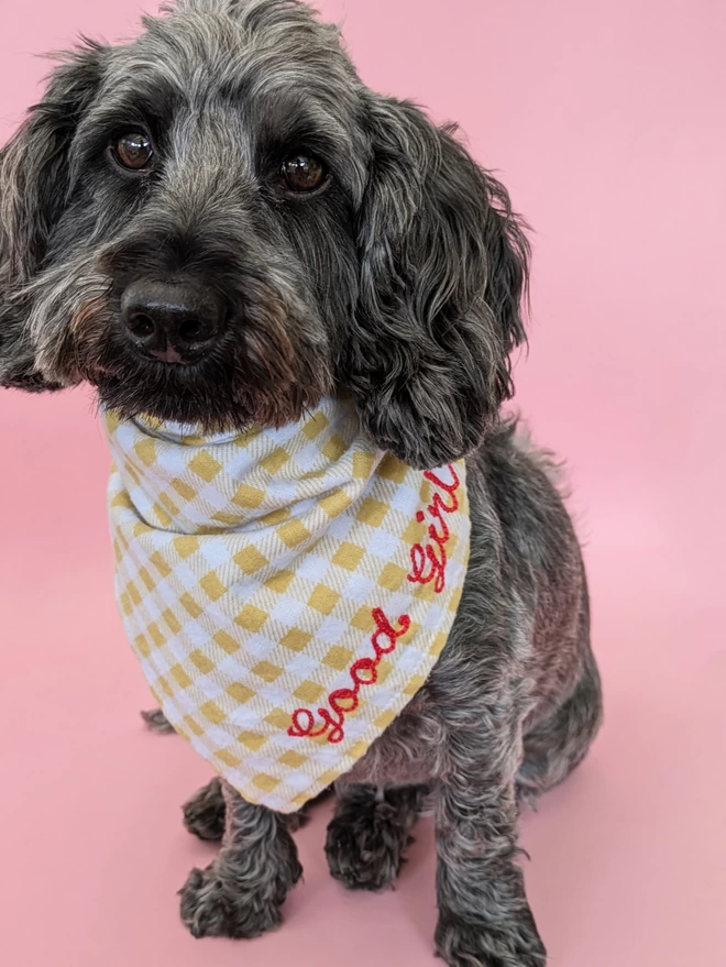 Yellow & White checkered dog bandana worn by a small black and grey Dog, personalised with red embroidery thread reading 'Good Girl' on a pink background