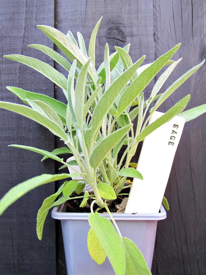 Ceramic Herb Plant Markers