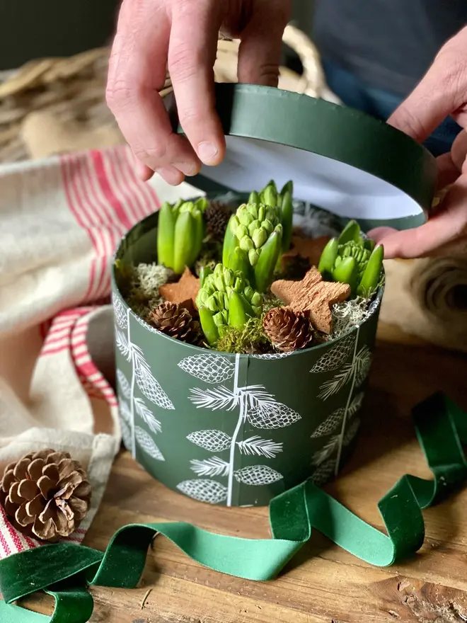 The lid being lifted from a green patterned hat box packed with fragrant hyacinth bulbs, decorated with miniature pine cones and wooden winter stars. 