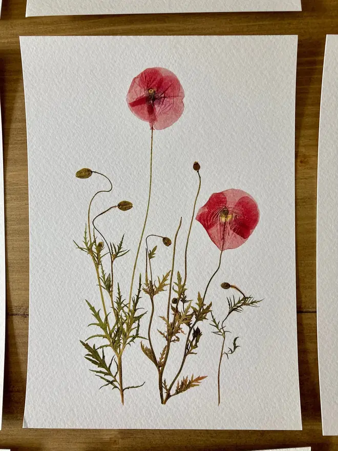 Pressed Wildflower Herbarium Print Collection (Set Of 12), a collection of flowery prints sitting on a wooden surface. 
