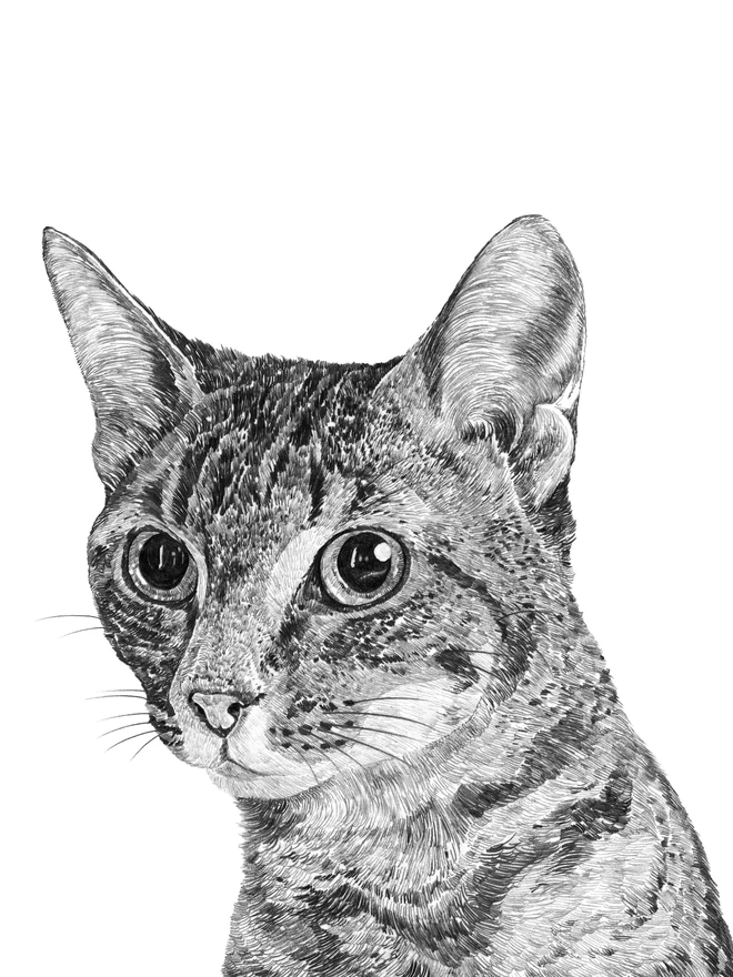 Detail of kitten art print