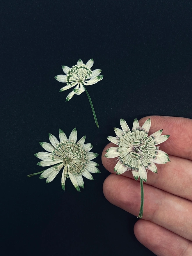 Pressed flowers used in the creation of Lucy Miller Designs.