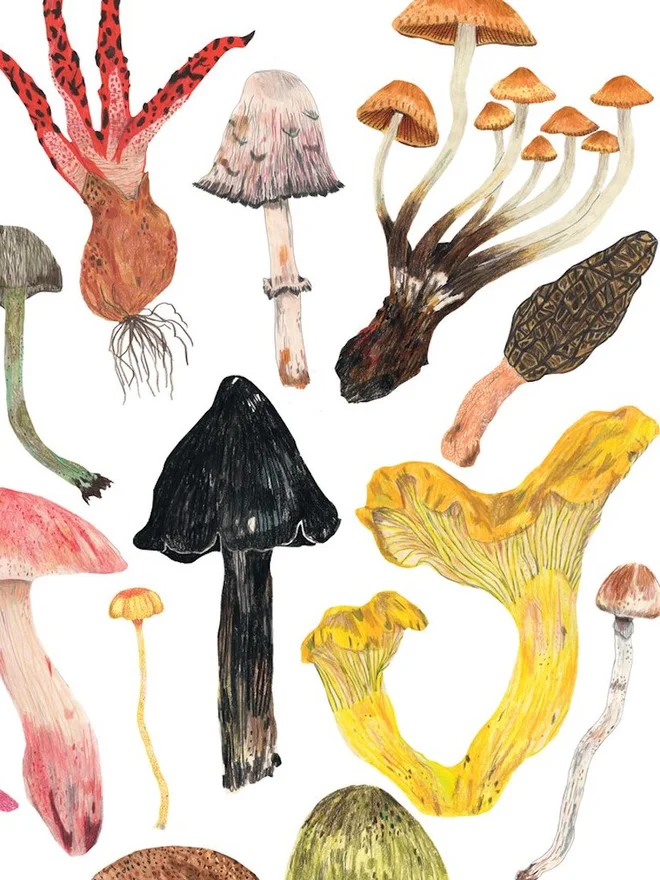 Mushrooms and Toadstools Print