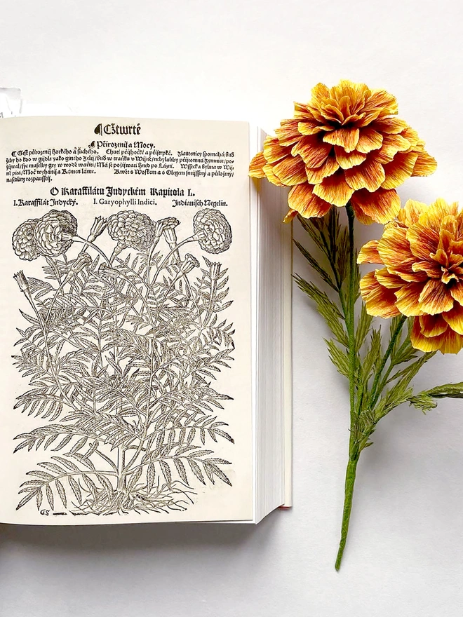 Crepe Paper French Marigold Flower DIY Kit